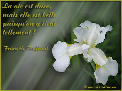 Bonjour les ami(e)s